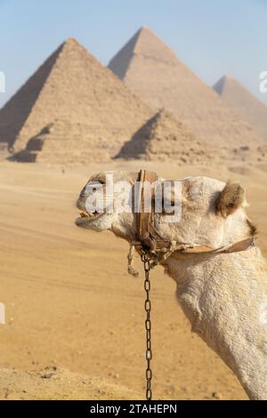Testa di cammello con le piramidi di Gyza come sfondo Foto Stock