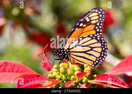 Farfalla monarca appariscente o semplicemente monarca (Danaus plexippus) che succhia nettare da una poinsettia (Euphorbia pulcherrima), altri nomi comuni sono milkwee Foto Stock