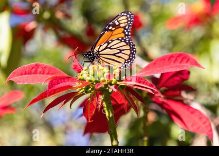 Farfalla monarca appariscente o semplicemente monarca (Danaus plexippus) che succhia nettare da una poinsettia (Euphorbia pulcherrima), altri nomi comuni sono milkwee Foto Stock