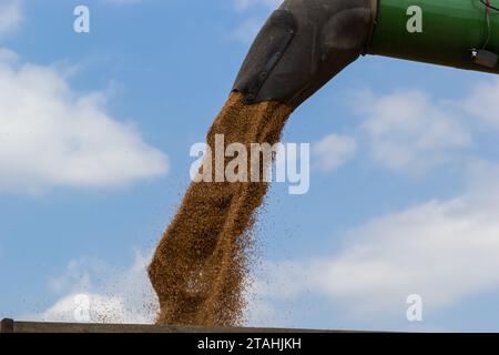 La trebbiatrice scarica il grano sullo sfondo del cielo con le nuvole. primo piano. Foto Stock