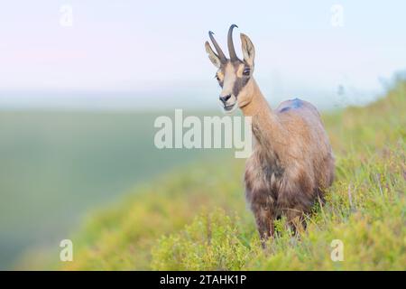 Camoscio (Rupicapra rupicapra) nei Vosgi/Francia Foto Stock