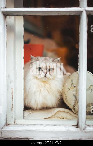 Un adorabile gatto peloso che si crogiola al sole su un davanzale. Foto Stock