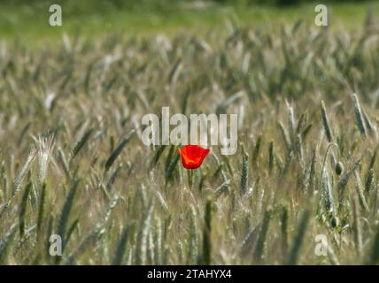 Papavero singolo centrato in un campo di orzo, vicino a Wicklesham a Faringdon, Oxfordshire, Regno Unito. Foto Stock