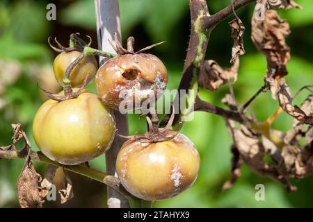 Pianta di pomodoro affetta da pioppo di pomodoro, Regno Unito Foto Stock