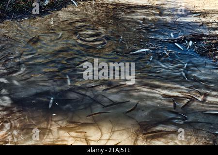 Una laguna secca (lago) e un sacco di piccoli pesci morti, siccità estiva, inquinamento idrico ulteriormente. Smelt di sabbia (Atherina boyeri) Foto Stock