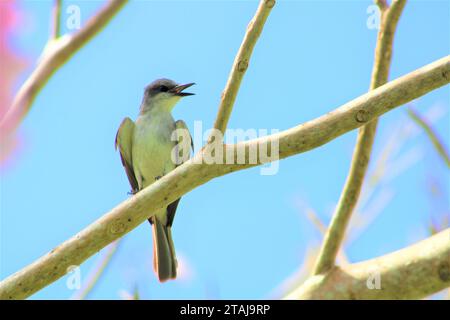 Un piccolo Pied Flycatcher arroccato su un ramo d'albero sagomato contro un cielo blu brillante Foto Stock