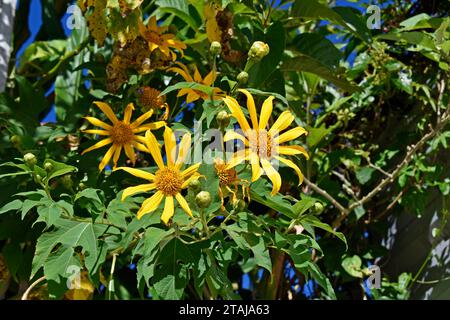 Girasole messicano o calendula (Tithonia diversifolia) nel giardino di Teresopolis, Rio de Janeiro, Brasile Foto Stock