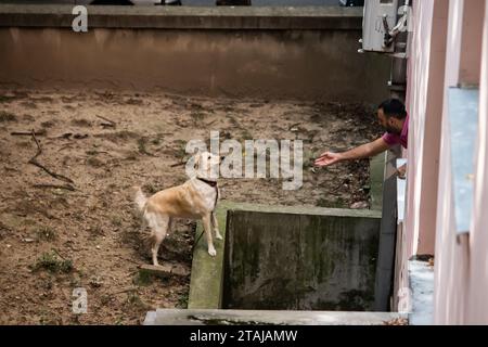 Il proprietario dà da mangiare al suo cane dalla finestra dell'appartamento Foto Stock