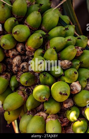 Schemi naturali molto ravvicinati ripetitivi di Attalea phalerata, palma, urucuri, urucurizeiro, frutta shapaja confezionata insieme Foto Stock