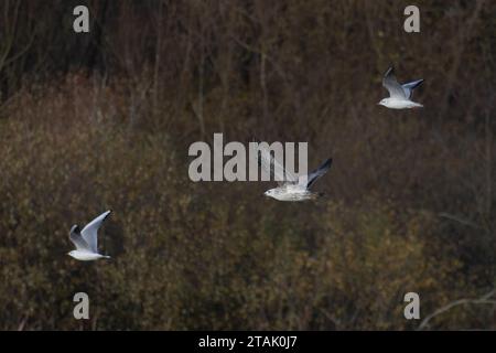 Caspian Gull (Larus cachinnans) primo inverno gabbiani dalla testa nera (Chroicocephalus ridibundus) Norfolk novembre 2023 Foto Stock