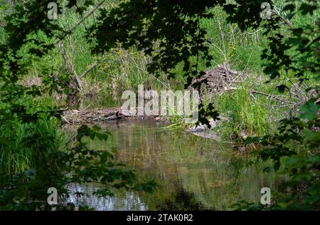 Beaver Dam and Lodge at Calm Pond nel Parco Nazionale delle paludi del Danubio a Vienna, Austria Foto Stock