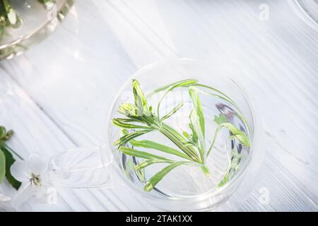 Taglierini per aparine Galium, stickyjack, stickeljack e graminacee. Tè al rosmarino in una teiera di vetro su sfondo di legno bianco. Foto Stock