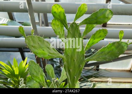 Foglie di cactus piatto verde di fichi d'India. Verde tropicale. Tamponi verdi su un cactus di fichi d'India. (Opuntia, ficus-indica, fico indiano opuntia, fico barbario, c Foto Stock