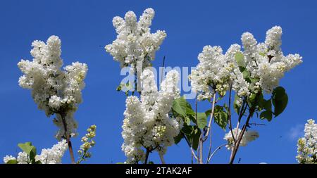 A maggio, il lilla fiorisce nel giardino Foto Stock