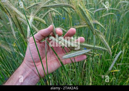 Gli agricoltori toccano le orecchie del prodotto sul campo agricolo per controllare il grado di maturazione e qualità Foto Stock