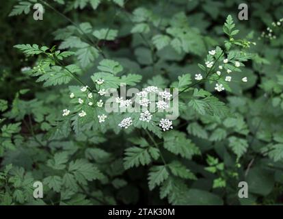 Il temulum di chaerophyllum della pianta velenosa si sviluppa nel selvaggio Foto Stock