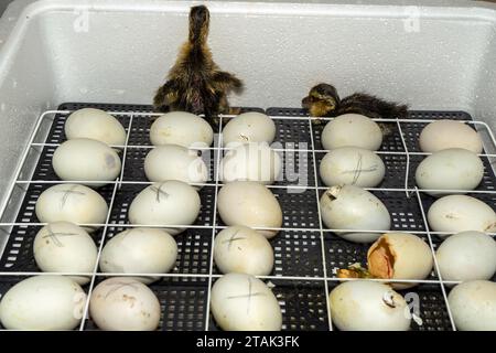 Uova d'oca in un incubatore. Incubazione uova d'oca. processo di cova da uova d'oca in incubatore Foto Stock