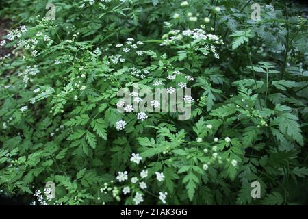 Il temulum di chaerophyllum della pianta velenosa si sviluppa nel selvaggio Foto Stock