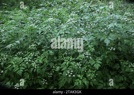 Il temulum di chaerophyllum della pianta velenosa si sviluppa nel selvaggio Foto Stock