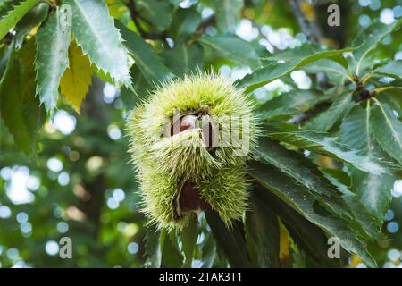Frutti di castagno commestibili sul castagno da vicino. Foto Stock
