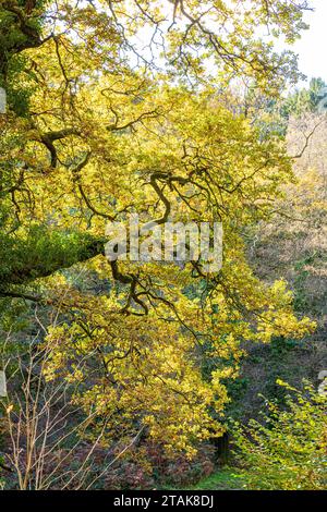 Colori autunnali nella Royal Forest of Dean - il bough retroilluminato di un albero di quercia al Wenchford picnic Site vicino a Blakeney, Gloucestershire, Inghilterra, Regno Unito Foto Stock