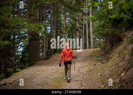 Percorso - itinerario della foresta di abeti Riu, dal Serrat de les Esposes, nella catena montuosa del Moixeró (Cerdanya, Catalogna, Spagna, Pirenei) Foto Stock