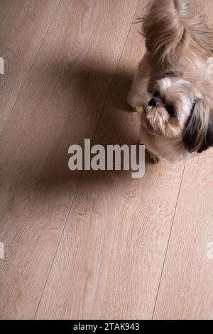 fotografia, cane purosangue, shih tzu, animale domestico, mammifero, amicizia, spazio vuoto, animale, giovane, piccolo, doggy, amico, interno, vita domestica, soggiorno, ve Foto Stock