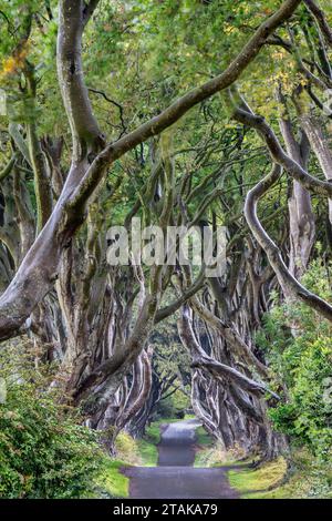 Mattinata al Dark Hedges, un viale di faggi lungo Bregagh Road nella contea di Antrim, Irlanda del Nord. The Dark Hedges è stato utilizzato come loca per le riprese Foto Stock