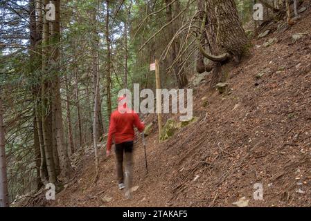 Percorso - itinerario della foresta di abeti Riu, dal Serrat de les Esposes, nella catena montuosa del Moixeró (Cerdanya, Catalogna, Spagna, Pirenei) Foto Stock