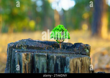 Primo piano di una lussureggiante statuetta su un vecchio ceppo di alberi nel bosco. Concetto di riforestazione. Foto Stock