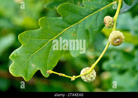 Quercia inglese o Pedunculata (quercus robur), da vicino che mostra le ghiande che si sviluppano sull'albero in tarda estate. Foto Stock