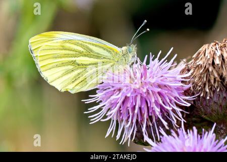 Bianco a vena verde (pieris napi), primo piano di un singolo esemplare della farfalla a riposo sul fiore di un Cardo strisciante (cirsium arvense). Foto Stock