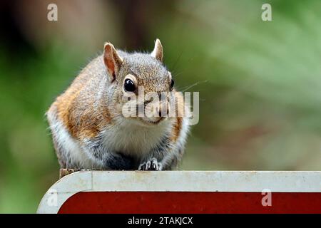 Sherman's Fox Squirrel (Sciurus niger shermani) che suona davanti alla telecamera al Blue Spring State Park nella Florida centrale, Stati Uniti Foto Stock