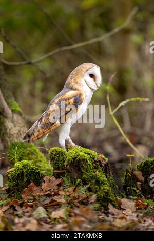 Un gufo fienile si trova su un tronco ricoperto di muschio nella foresta autunnale Foto Stock