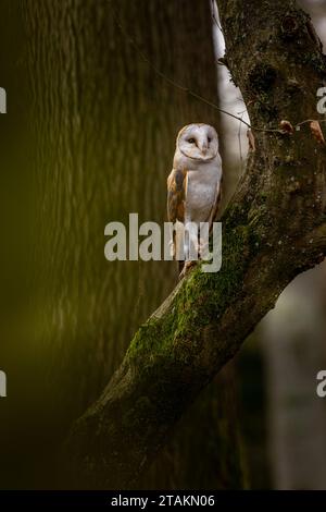 Un gufo fienile si trova su un tronco ricoperto di muschio nella foresta autunnale Foto Stock