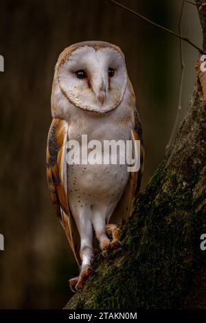 Un gufo fienile si trova su un tronco ricoperto di muschio nella foresta autunnale Foto Stock