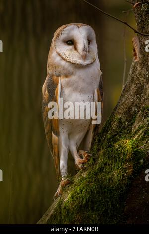 Un gufo fienile si trova su un tronco ricoperto di muschio nella foresta autunnale Foto Stock