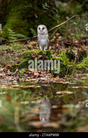 Un gufo fienile si trova su un tronco ricoperto di muschio nella foresta autunnale. La sua silhouette si riflette nell'acqua di fronte. Foto Stock