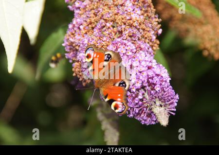 Peacock Butterfly (Aglais io) on a Buddleja Bush, Lothersdale, North Yorkshire, Inghilterra, Regno Unito Foto Stock