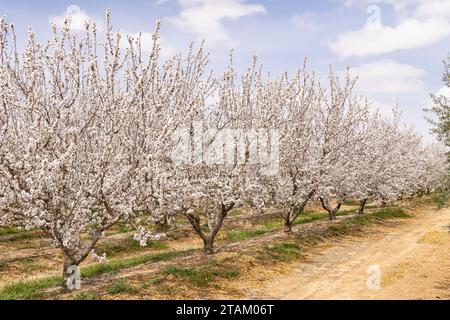 Tunisia. Le mandorle fioriscono in un frutteto tunisino. Foto Stock