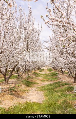 Tunisia. Le mandorle fioriscono in un frutteto tunisino. Foto Stock