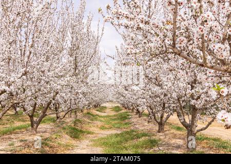 Tunisia. Le mandorle fioriscono in un frutteto tunisino. Foto Stock