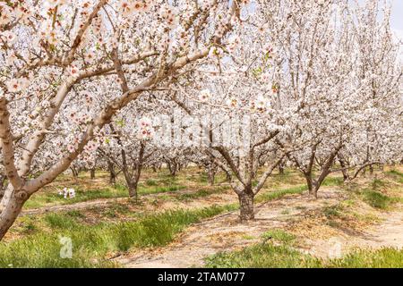 Tunisia. Le mandorle fioriscono in un frutteto tunisino. Foto Stock