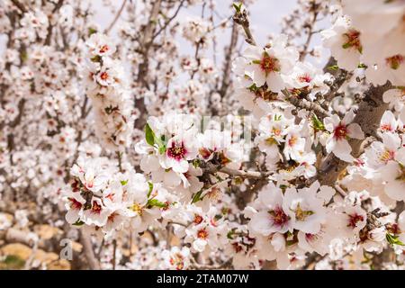 Tunisia. Le mandorle fioriscono in un frutteto tunisino. Foto Stock