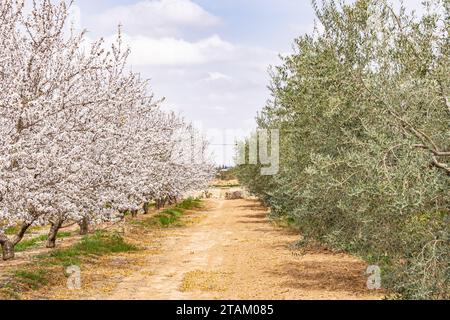 Tunisia. Le mandorle fioriscono in un frutteto tunisino. Foto Stock