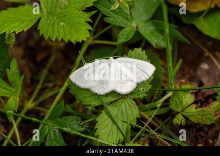 Cabera pusaria Family Geometridae genere Cabera comune falena a onde bianche natura selvaggia carta da parati di insetti, foto, fotografia Foto Stock