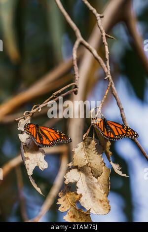 Farfalle monarca su un ramo dell'albero di eucalipto, vista ravvicinata. Foto Stock