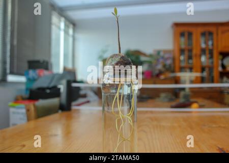 pianta di avocado che cresce in acqua a casa Foto Stock