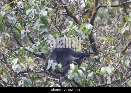 East Javan langur (Trachypithecus auratus), noto anche come ebony lutung, Javan langur o Javan lutung, è una scimmia del Vecchio mondo proveniente dalle Colobinae su Foto Stock