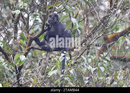 East Javan langur (Trachypithecus auratus), noto anche come ebony lutung, Javan langur o Javan lutung, è una scimmia del Vecchio mondo proveniente dalle Colobinae su Foto Stock